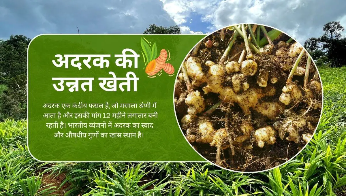 Read more about the article Improved Cultivation of Ginger। अदरक की उन्नत खेती।