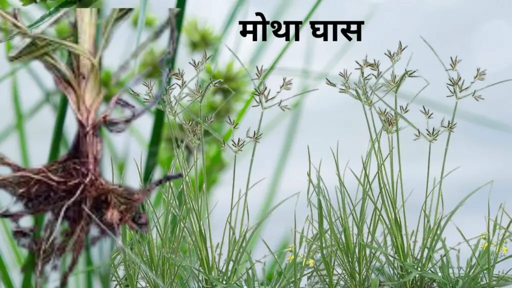 How to Control Motha Grass in Hindi | मोथा घास को नियंत्रण कैसे करें ? 1 How to Control Motha Grass