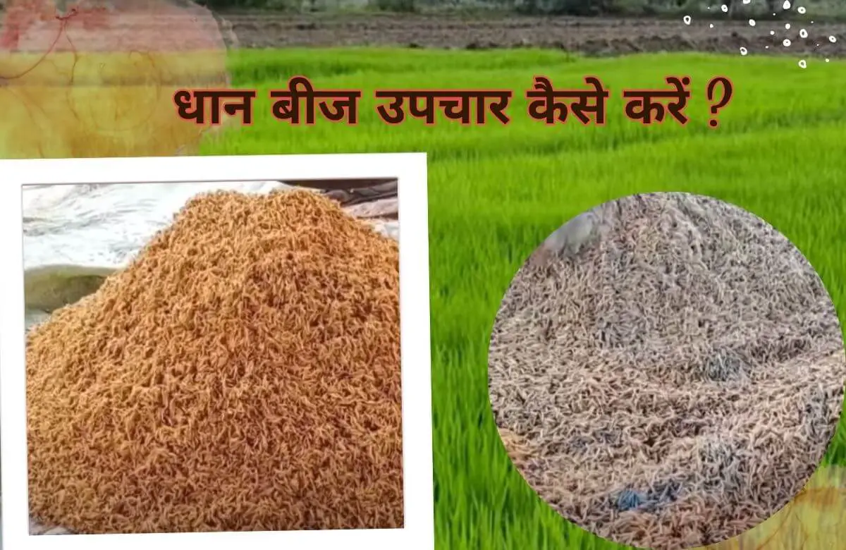 Read more about the article धान बीज उपचार कैसे करें ? How to Seed Treatment?