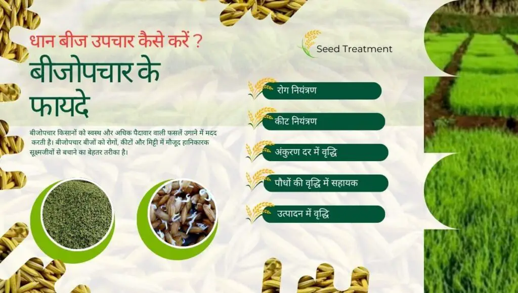 धान बीज उपचार कैसे करें ? How to Seed Treatment? 2 How to Seed Treatment
