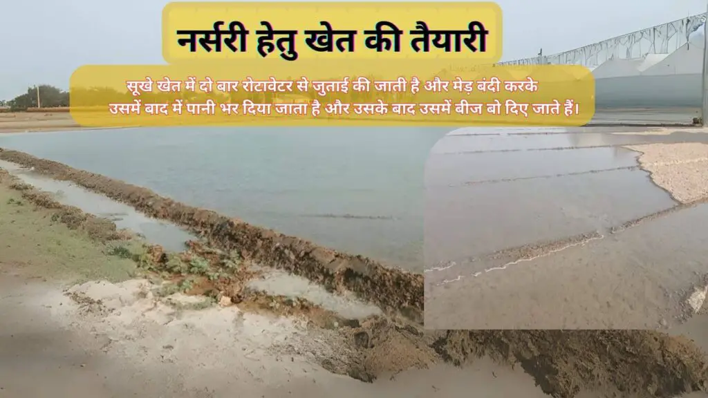 How to Prepare Paddy Nursery in 20 Days? धान की नर्सरी कैसे तैयार करें? 4 How to prepare Paddy Nursery