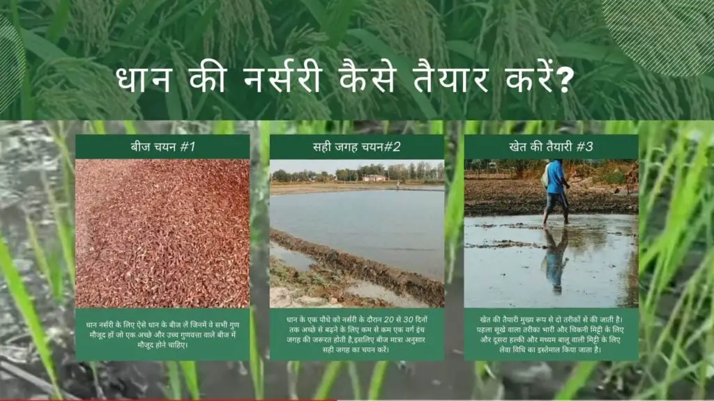 How to Prepare Paddy Nursery in 20 Days? धान की नर्सरी कैसे तैयार करें? 2 How to prepare Paddy Nursery