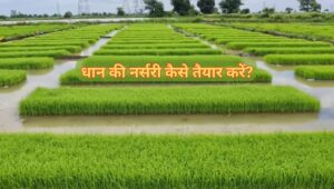 Read more about the article How to Prepare Paddy Nursery in 20 Days? धान की नर्सरी कैसे तैयार करें?
