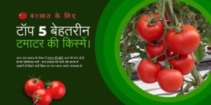 Read more about the article बरसात के लिए टॉप 5 बेहतरीन टमाटर की किस्में। Top 5 Best Tomato Varieties for Rainy Season.