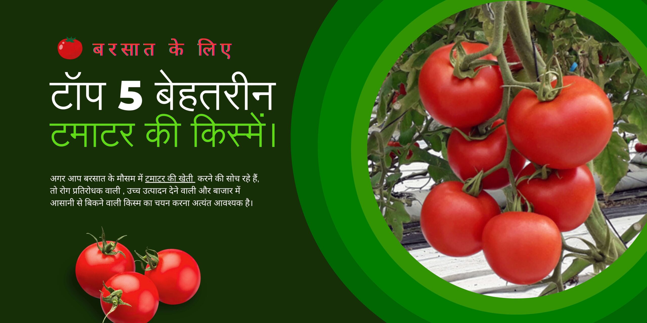 Read more about the article बरसात के लिए टॉप 5 बेहतरीन टमाटर की किस्में। Top 5 Best Tomato Varieties for Rainy Season.