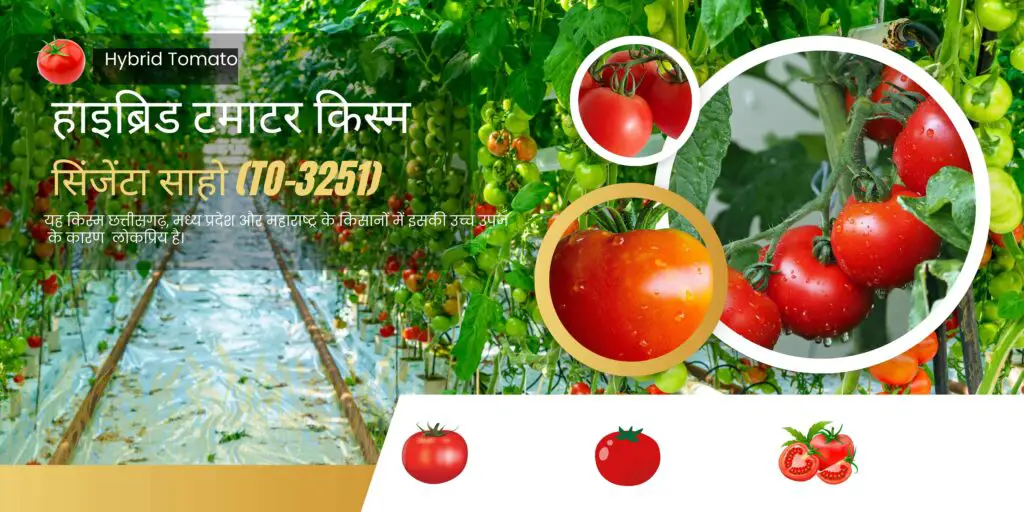 बरसात के लिए टॉप 5 बेहतरीन टमाटर की किस्में। Top 5 Best Tomato Varieties for Rainy Season. 2 Top 5 Best Tomato Varieties for Rainy Season.