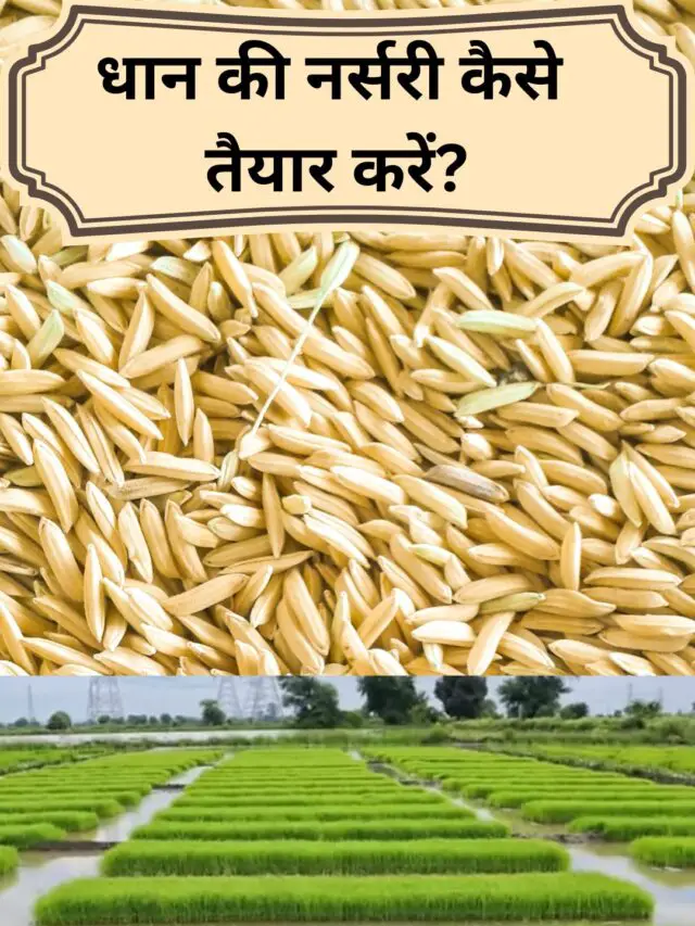 How to prepare paddy nursery?