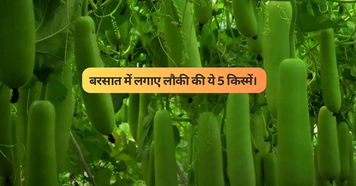 Read more about the article बरसात में लगाए लौकी की ये 5 किस्में।Hybrid Lauki ki 5 Best Variety |