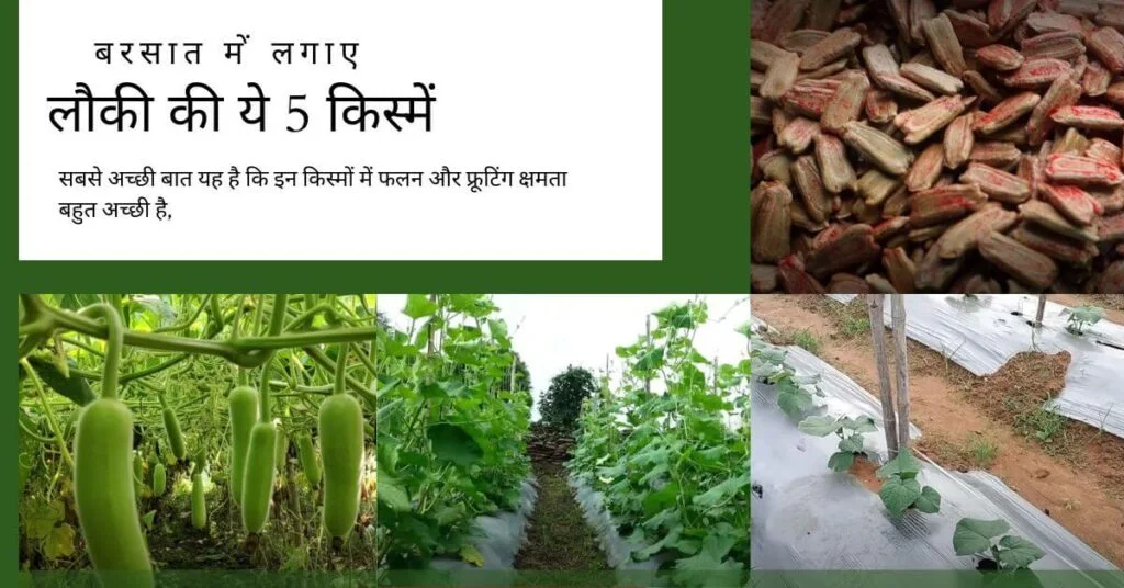 बरसात में लगाए लौकी की ये 5 किस्में।Hybrid Lauki ki 5 Best Variety | 2 Hybrid-Lauki-ki-5-Best-Variety