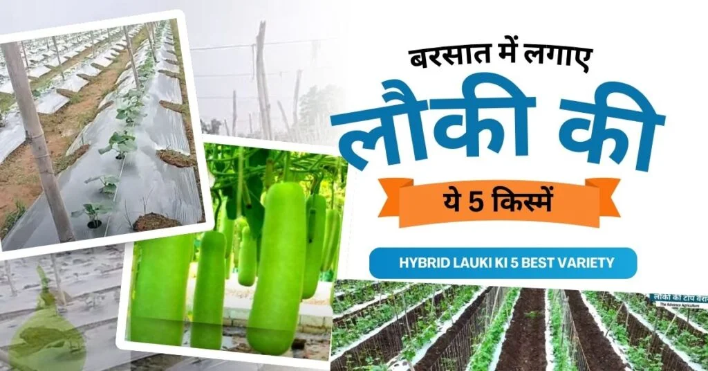 बरसात में लगाए लौकी की ये 5 किस्में।Hybrid Lauki ki 5 Best Variety | 1 Hybrid Lauki ki 5 Best Variety
