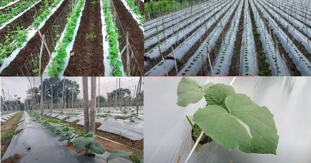 बरसात में लगाए लौकी की ये 5 किस्में।Hybrid Lauki ki 5 Best Variety | 4 Hybrid Lauki ki 5 Best Variety