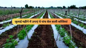 Read more about the article Julai Mahina me Kaun si Sabji Lagayen.