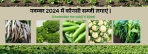 Read more about the article Nonember me sabji ki kheti | नवम्बर 2024 में कौनसी सब्जी लगाएं |