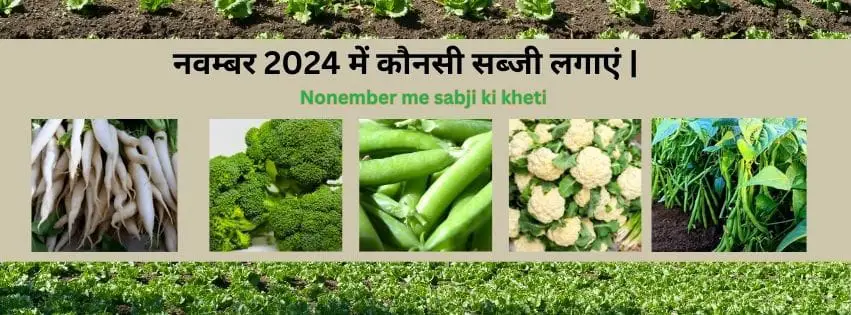 Read more about the article Nonember me sabji ki kheti | नवम्बर 2024 में कौनसी सब्जी लगाएं |