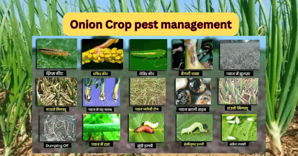 Onion Crop pest management tips in hindi? कैसे करें प्याज की फसल पर कीट -व्याधि नियंत्रण। pest control guide 2024 | 1 Onion Crop pest management