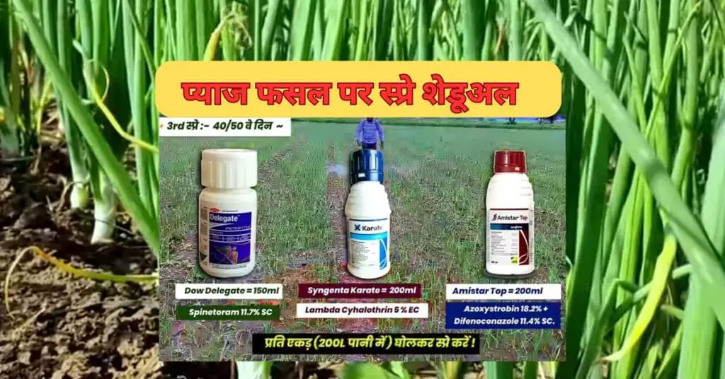 Onion Crop pest management tips in hindi? कैसे करें प्याज की फसल पर कीट -व्याधि नियंत्रण। pest control guide 2024 | 4 Onion Crop pest management tips