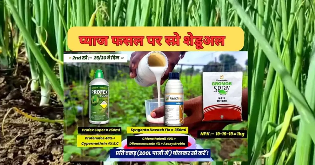 Onion Crop pest management tips in hindi? कैसे करें प्याज की फसल पर कीट -व्याधि नियंत्रण। pest control guide 2024 | 3 Onion Crop pest management tips