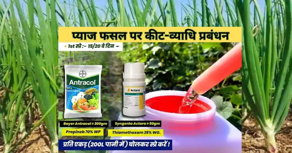 Onion Crop pest management tips in hindi? कैसे करें प्याज की फसल पर कीट -व्याधि नियंत्रण। pest control guide 2024 | 2 Onion Crop pest management tips