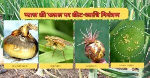 Read more about the article Onion Crop pest management tips in hindi? कैसे करें प्याज की फसल पर कीट -व्याधि नियंत्रण। pest control guide 2024 |