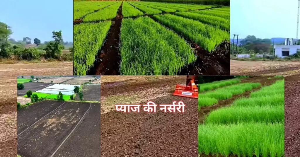 Onion Farming | प्याज की खेती | 2024-25 में प्याज की खेती कैसे करें | 1 Onion Farming