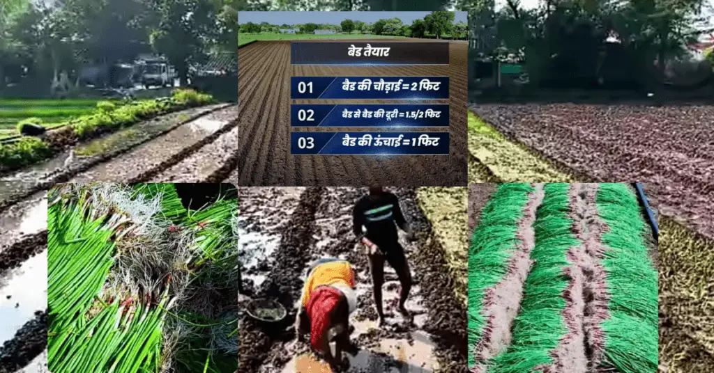 Onion Farming | प्याज की खेती | 2024-25 में प्याज की खेती कैसे करें | 2 Onion Farming