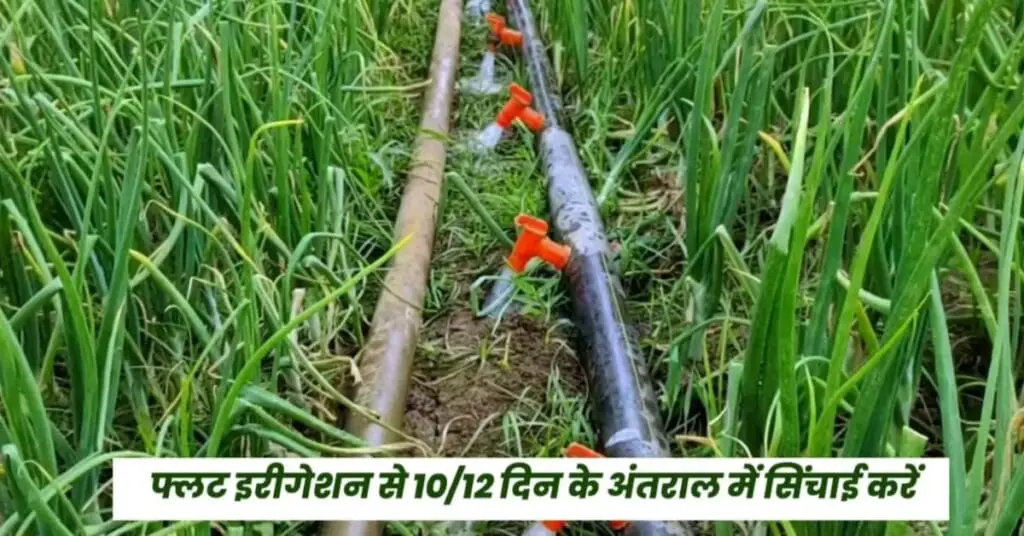 Onion Farming | प्याज की खेती | 2024-25 में प्याज की खेती कैसे करें | 3 Onion Farming