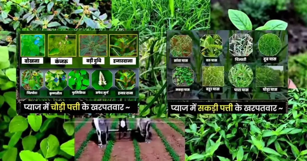 Onion Farming | प्याज की खेती | 2024-25 में प्याज की खेती कैसे करें | 4 Onion Farming