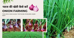 Read more about the article Onion Farming | प्याज की खेती | 2024-25 में प्याज की खेती कैसे करें |