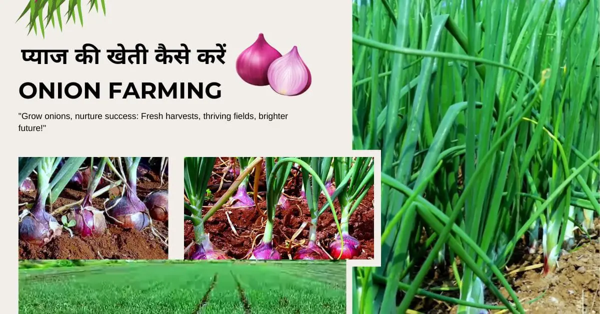 Read more about the article Onion Farming | प्याज की खेती | 2024-25 में प्याज की खेती कैसे करें |