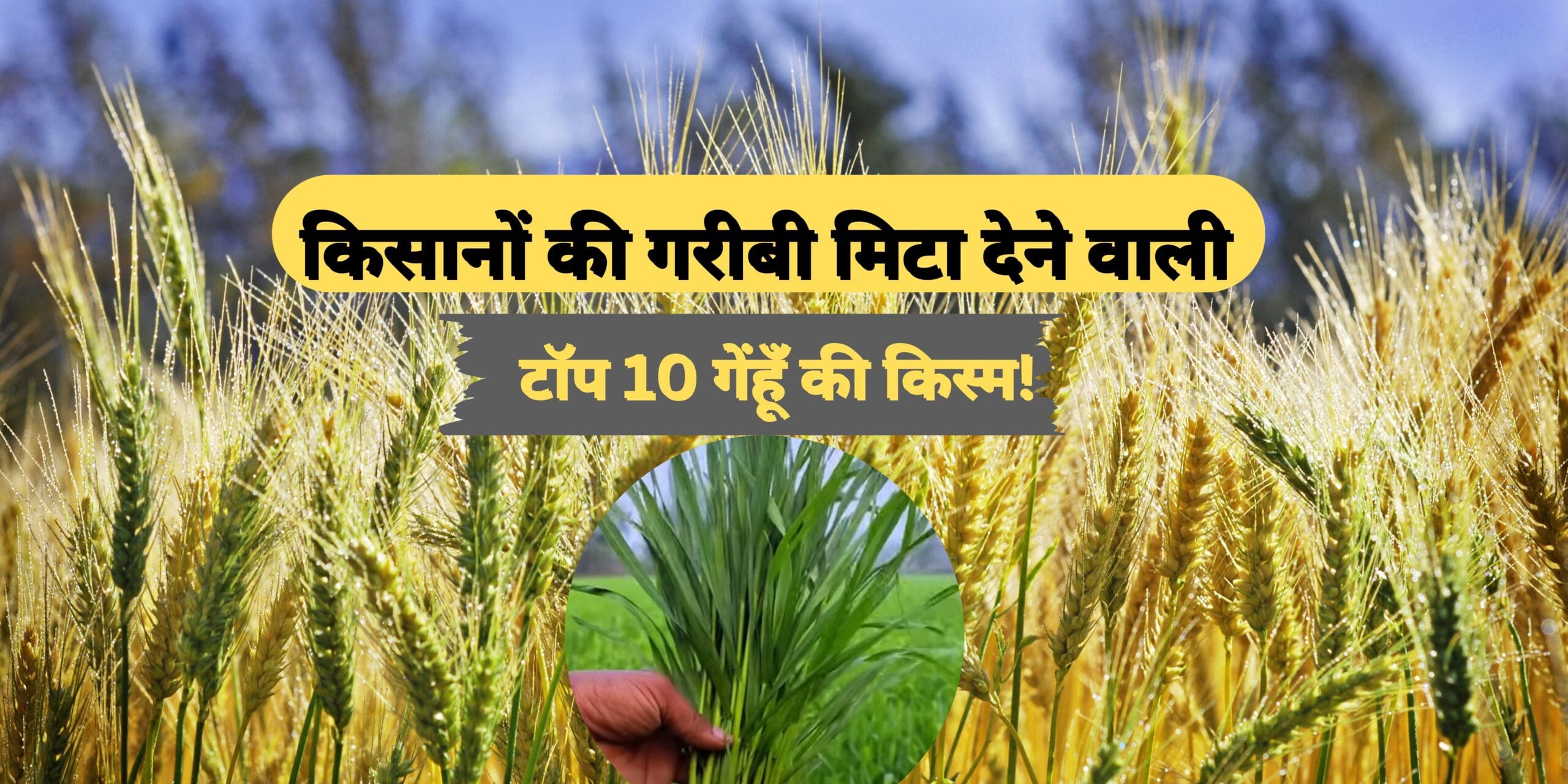 Read more about the article Top 10 Wheat Variety in 2025 | Gehu ki variety | अधिक पैदावार देने वाली टॉप 10 गेहूं की किस्म |