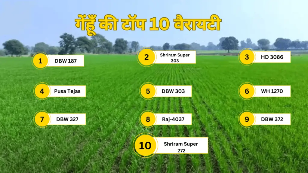 Top 10 Wheat Variety in 2025 | Gehu ki variety | अधिक पैदावार देने वाली टॉप 10 गेहूं की किस्म | 2 Wheat Variety