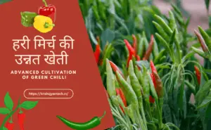 Read more about the article How to increase fruits and flowers in chilli cultivation? मिर्च में फल फूल बढ़ाने का देशी तरीका l