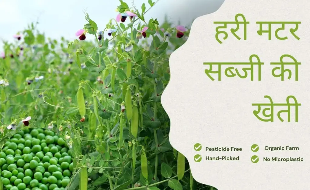  sabji ki kheti