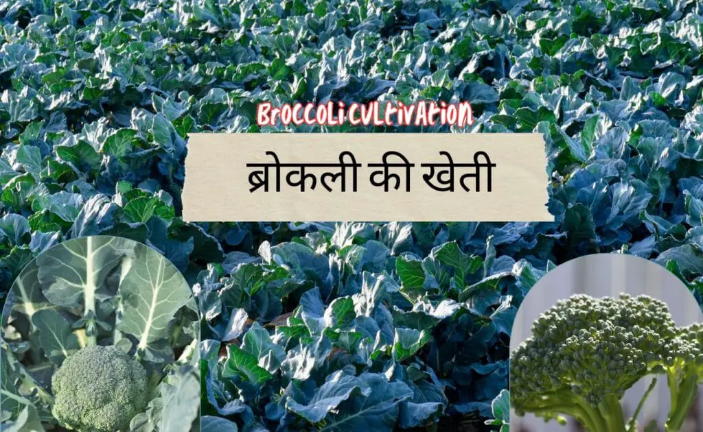  sabji ki kheti