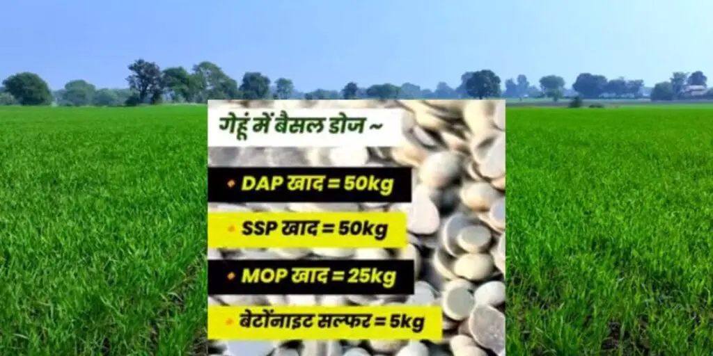 जानिये गेंहूँ फसल में पहली सिंचाई कब और कौन सा खाद डाले? first irrigation in wheat crop 2025 ? 4 wheat crop