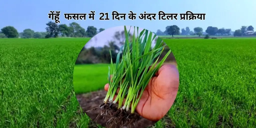जानिये गेंहूँ फसल में पहली सिंचाई कब और कौन सा खाद डाले? first irrigation in wheat crop 2025 ? 2 wheat farming
