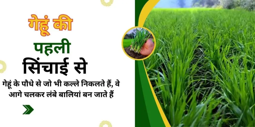 जानिये गेंहूँ फसल में पहली सिंचाई कब और कौन सा खाद डाले? first irrigation in wheat crop 2025 ? 1 wheat farming