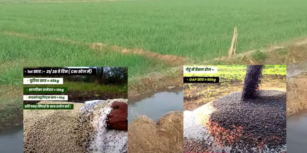 जानिये गेंहूँ फसल में पहली सिंचाई कब और कौन सा खाद डाले? first irrigation in wheat crop 2025 ? 3 wheat crop
