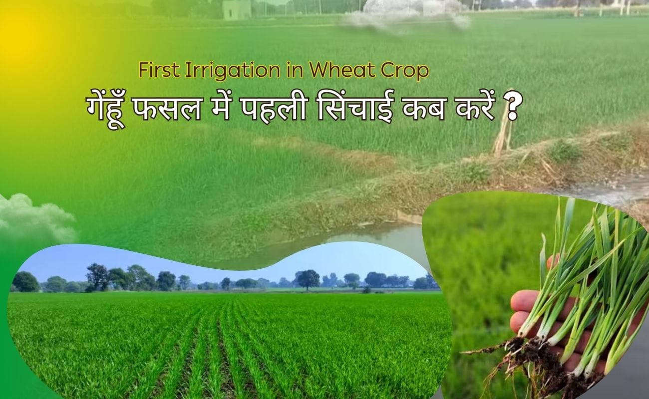 Read more about the article जानिये गेंहूँ फसल में पहली सिंचाई कब और कौन सा खाद डाले? first irrigation in wheat crop 2025 ?