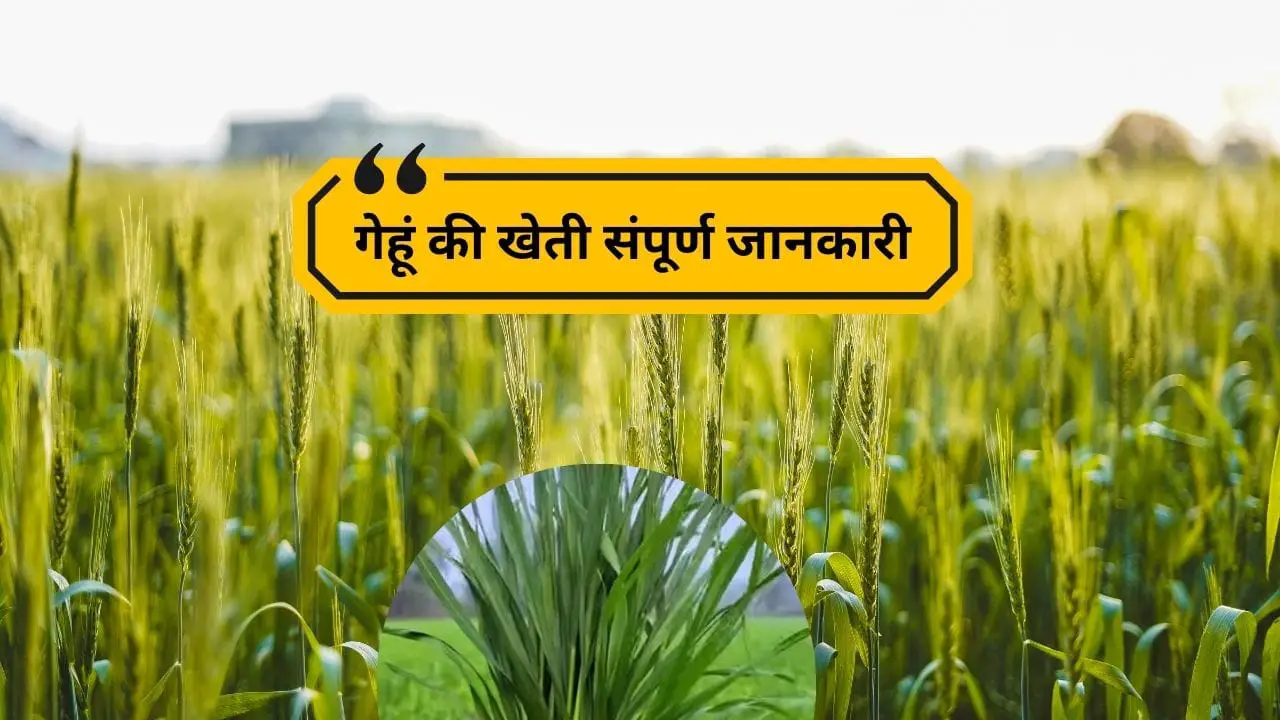 Read more about the article Gehu ki kheti 2024 | Wheat farming 2024 |गेहूं की खेती संपूर्ण जानकारी|