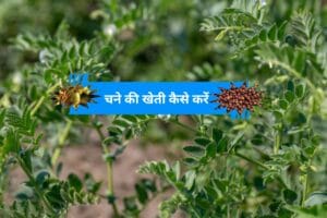 Read more about the article   2024-25 में चने की खेती कैसे करें? Gram cultivation |