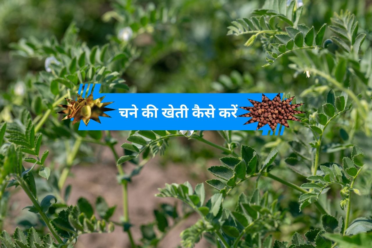 Read more about the article   2024-25 में चने की खेती कैसे करें? Gram cultivation |