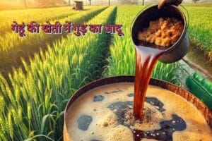 Read more about the article Magic of Jaggery in Wheat Farming | गेहूं की खेती में गुड़ का जादू : कृषि में एक नवाचार |