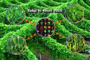 Read more about the article Sabji ki kheti 2025 | February me Konsi Sabji Lagaye | फरवरी में कौनसी सब्जी लगाएँ | 🌱