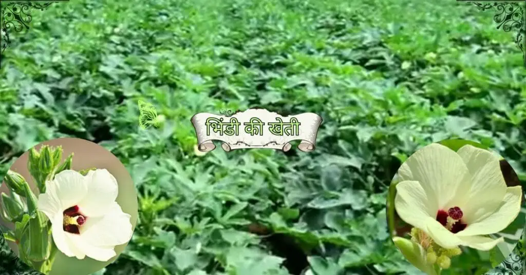 Sabji ki kheti 2025 | February me Konsi Sabji Lagaye | फरवरी में कौनसी सब्जी लगाएँ | 🌱 2 Sabji ki kheti 2025