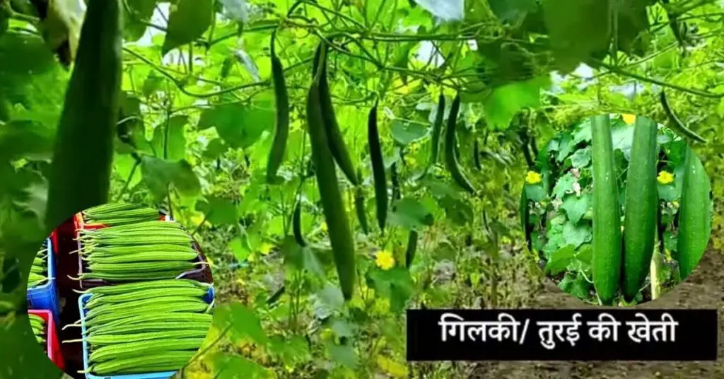 Sabji ki kheti 2025 | February me Konsi Sabji Lagaye | फरवरी में कौनसी सब्जी लगाएँ | 🌱 5 Sabji ki kheti 2025