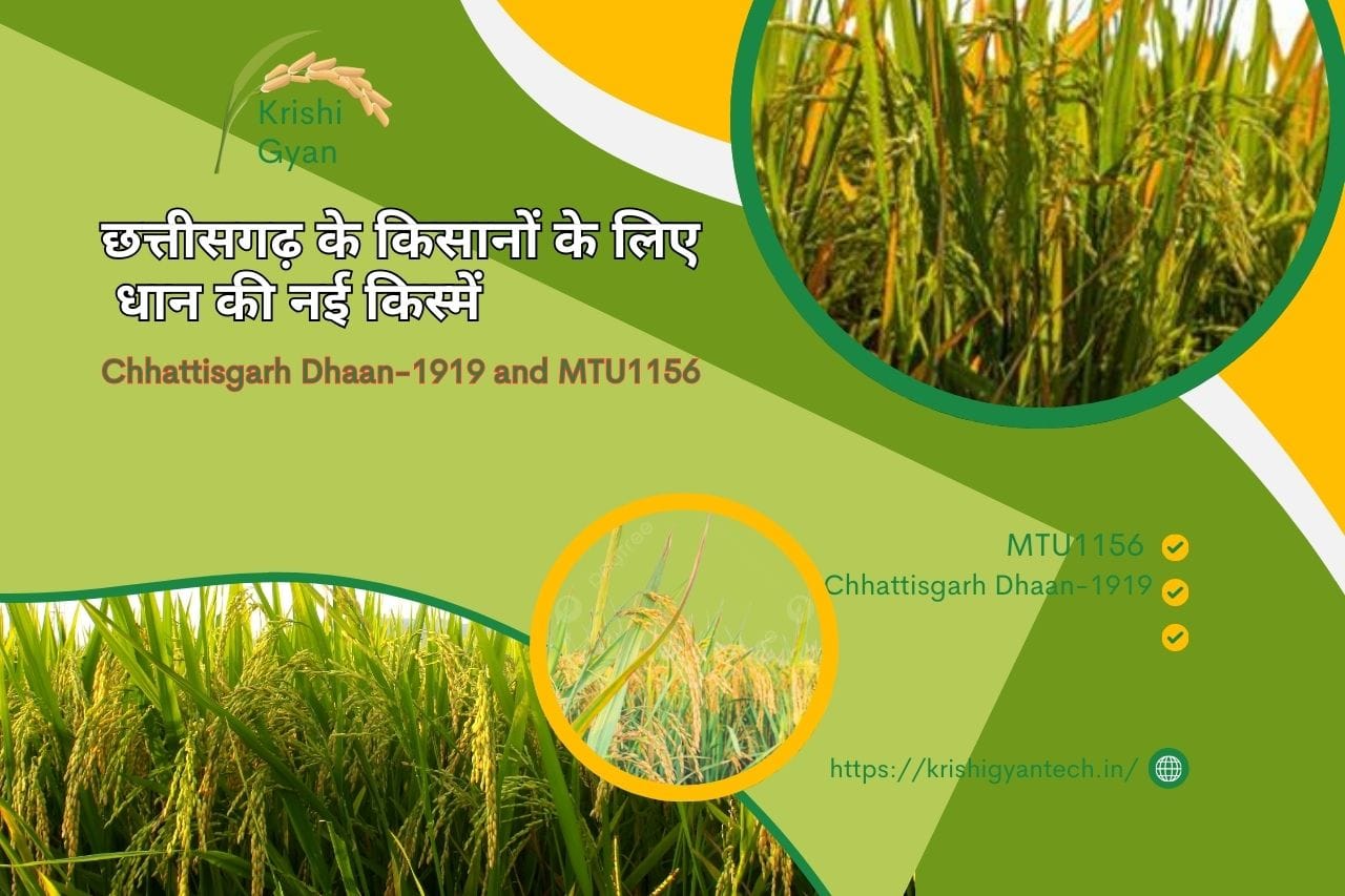 Read more about the article Chhattisgarh Dhaan-1919 और तरंगिनी (MTU 1156): किसानों के लिए वरदान!