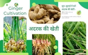 Read more about the article Ginger cultivation : जून-जुलाई में करें अदरक की खेती,आसान तरीके से पाएं बंपर पैदावार!