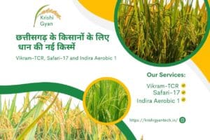 Read more about the article paddy Variety Vikram-TCR, Safari-17 and Indira Aerobic 1: छत्तीसगढ़ के किसानों के लिए की नई किस्में