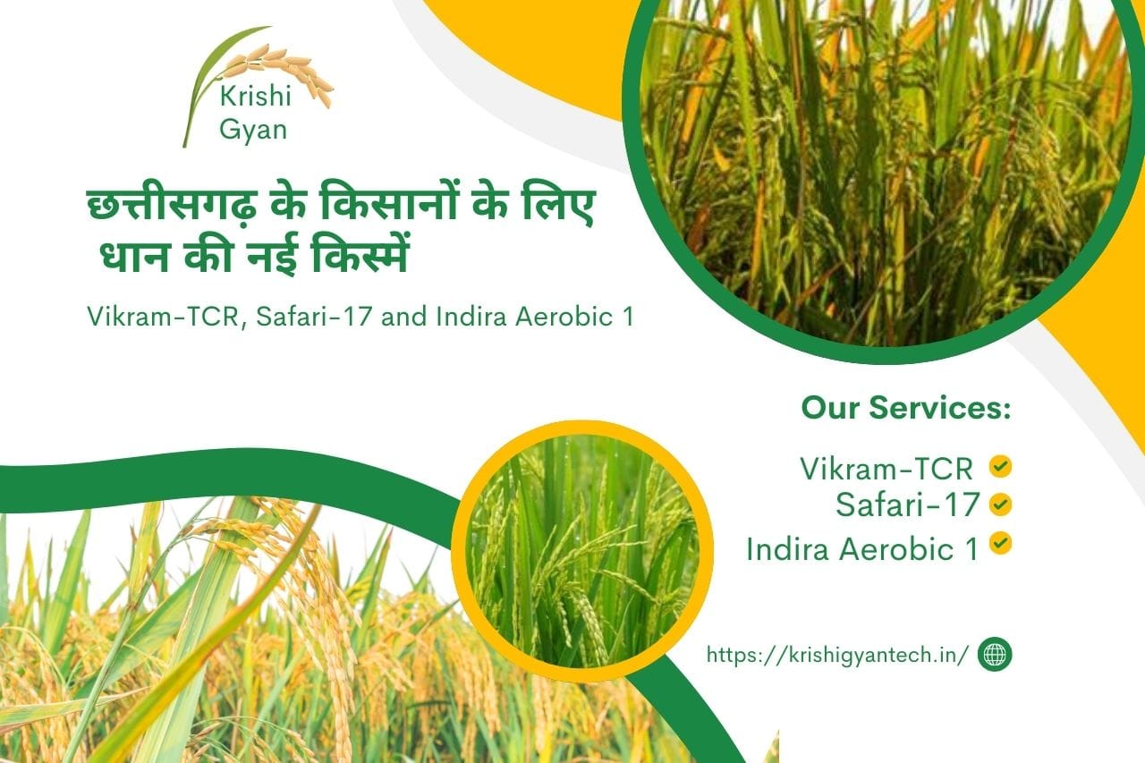Read more about the article paddy Variety Vikram-TCR, Safari-17 and Indira Aerobic 1: छत्तीसगढ़ के किसानों के लिए की नई किस्में